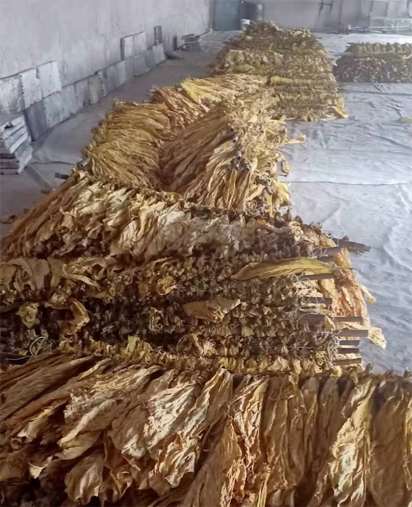 煙葉烘干完成